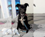 Small #4 Labrador Retriever Mix