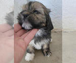 Small Photo #3 Lhasa Apso Puppy For Sale in HESPERIA, CA, USA