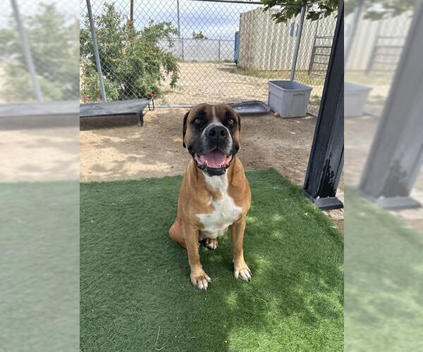Medium Photo #2 Boxer-Mastiff Mix Puppy For Sale in HESPERIA, CA, USA
