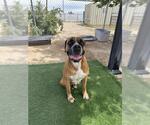 Small #1 Boxer-Mastiff Mix