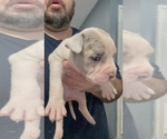 Small #2 American Bully