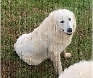 Mother of the Great Pyrenees puppies born on 02/23/2022