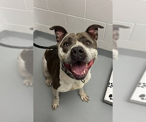 Mutt Dogs for adoption in St. Cloud, FL, USA