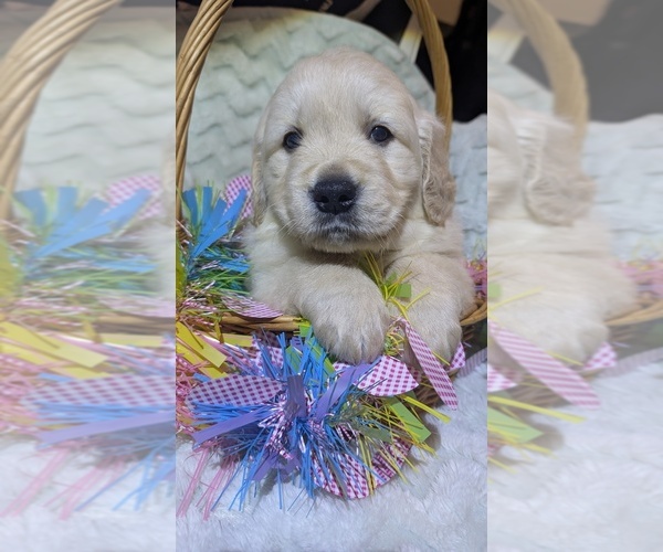 Medium Photo #1 Golden Retriever Puppy For Sale in MODESTO, CA, USA