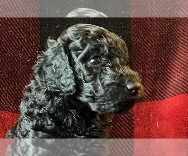 Medium Photo #7 Labradoodle Puppy For Sale in LEXINGTON, GA, USA