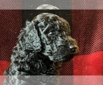 Small Photo #7 Labradoodle Puppy For Sale in LEXINGTON, GA, USA