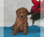 Small Photo #1 Goldendoodle-Poodle (Miniature) Mix Puppy For Sale in STRASBURG, PA, USA