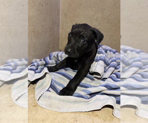 Medium Photo #1 Mutt Puppy For Sale in Oklahoma City, OK, USA