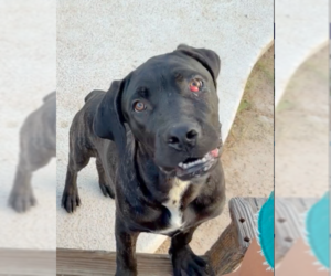 Donut - I was adopted! - Female Mutt Dog for Adoption - Photo #3