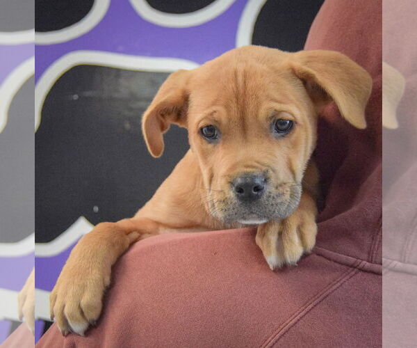 Medium Photo #5 Mastiff-Unknown Mix Puppy For Sale in Huntley, IL, USA