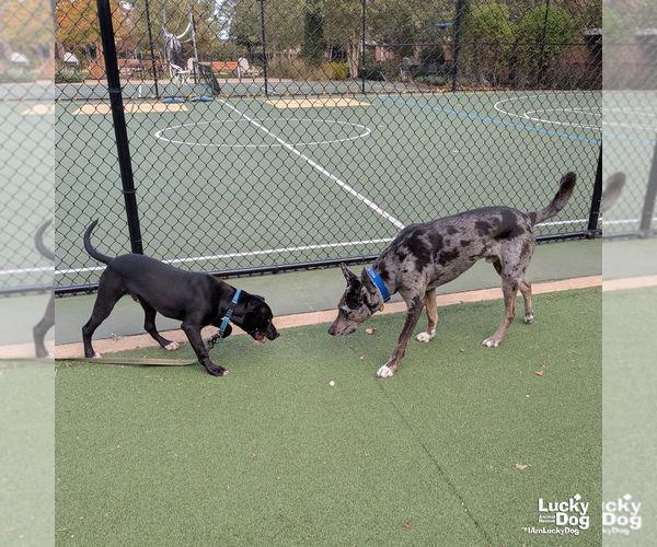 Medium Photo #7 Labrador Retriever-Retriever  Mix Puppy For Sale in Washington, DC, USA