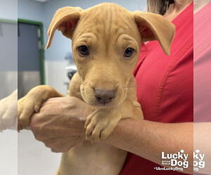 Retriever -Unknown Mix Dogs for adoption in Washington, DC, USA