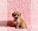 Image preview for Ad Listing. Nickname: Precious toy