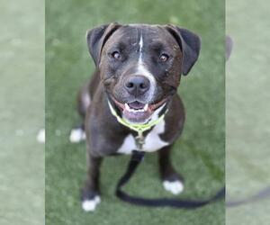 American Pit Bull Terrier-Unknown Mix Dogs for adoption in Las Vegas, NV, USA