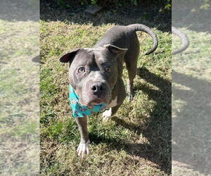 Storm - Male American Pit Bull Terrier-Unknown Mix Dog for Adoption - Photo #7