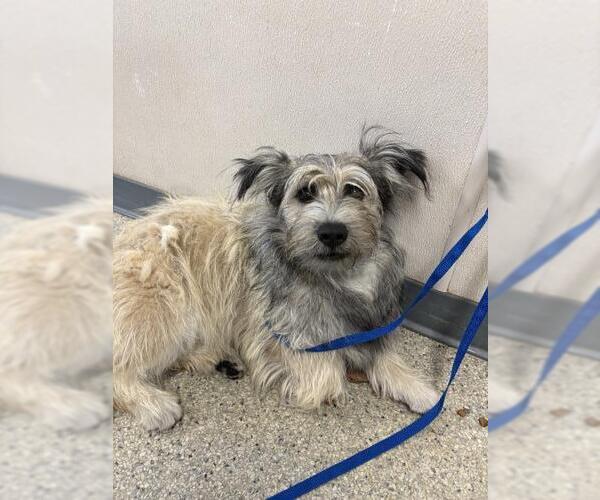 Medium Photo #1 Cairn Terrier-Unknown Mix Puppy For Sale in Visalia, CA, USA