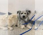 Small Cairn Terrier Mix