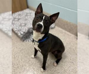 American Pit Bull Terrier Dogs for adoption in Brighton, CO, USA