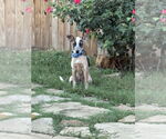 Small #1 Mutt