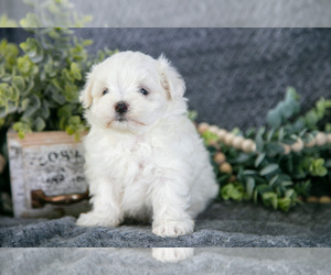 Medium Maltese