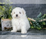 Puppy Satin Maltese