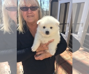 American Eskimo Dog Puppy for sale in STATESVILLE, NC, USA