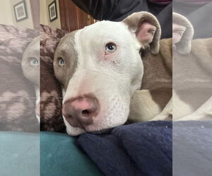 Mutt Dogs for adoption in Germantown, OH, USA