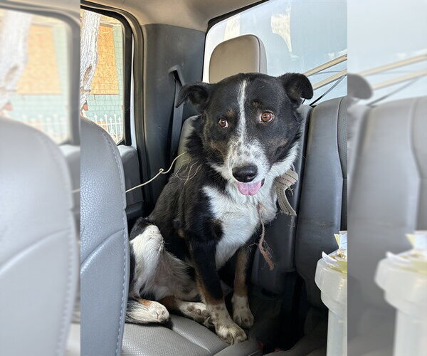Medium Photo #1 Mutt Puppy For Sale in Stockton, CA, USA
