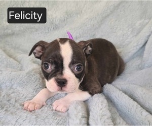 Boston Terrier Puppy for sale in MINERAL WELLS, WV, USA