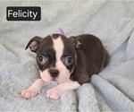 Small Boston Terrier