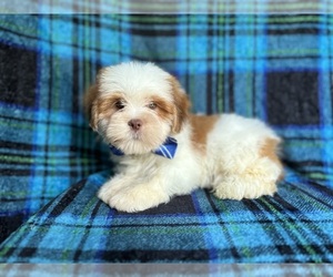 Lhasa Apso Puppy for Sale in LAKELAND, Florida USA