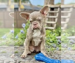 Small French Bulldog