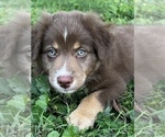 Small Photo #1 Australian Shepherd Puppy For Sale in MORROW, OH, USA