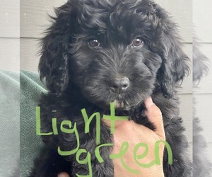 Bernedoodle Puppy for Sale in WALNUT GROVE, Missouri USA