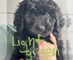 Small Photo #1 Bernedoodle Puppy For Sale in WALNUT GROVE, MO, USA