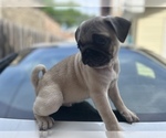 Small Photo #4 Pug Puppy For Sale in CHICAGO, IL, USA