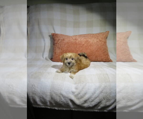 Medium Photo #1 Morkie Puppy For Sale in COOKEVILLE, TN, USA