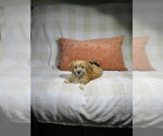 Litter of 3 - Male MorkieLitter of Puppies for Sale - Small photo