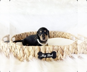 Dachshund Puppy for Sale in DAVIS, California USA
