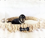 Small Dachshund