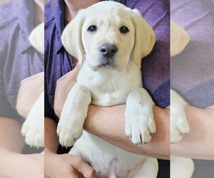 Labrador Retriever Puppy for sale in IOWA FALLS, IA, USA