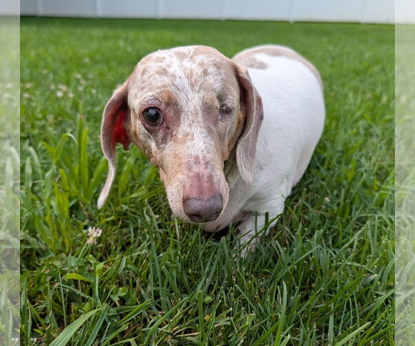 Medium Photo #5 Dachshund Puppy For Sale in Shelbyville, TN, USA
