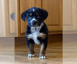 Australian Shepherd-Unknown Mix Dogs for adoption in Plainfield, IL, USA