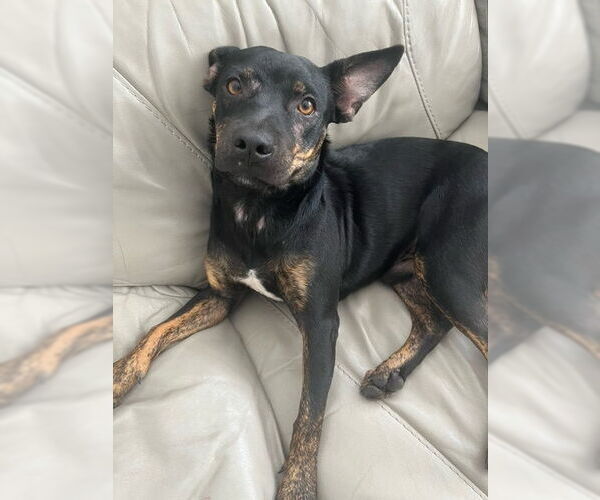 Medium Photo #1 Mutt Puppy For Sale in Miami, FL, USA