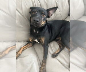 Mutt Dogs for adoption in Miami, FL, USA