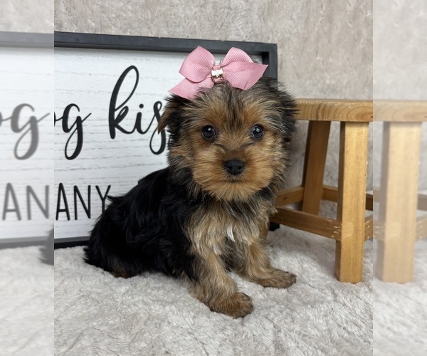 Medium Photo #2 Yorkshire Terrier Puppy For Sale in FRANKLIN, IN, USA