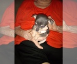 Image preview for Ad Listing. Nickname: blue