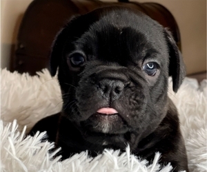 French Bulldog Puppy for sale in HAMILTON, NJ, USA