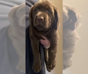 Labrador Retriever Puppy for sale in RAMSEUR, NC, USA