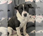 Small American Staffordshire Terrier-Chihuahua Mix